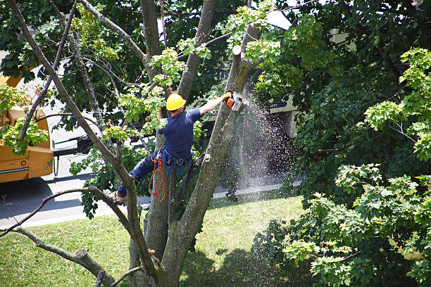 Best Firewood Processing and Delivery  in Uvalde, TX